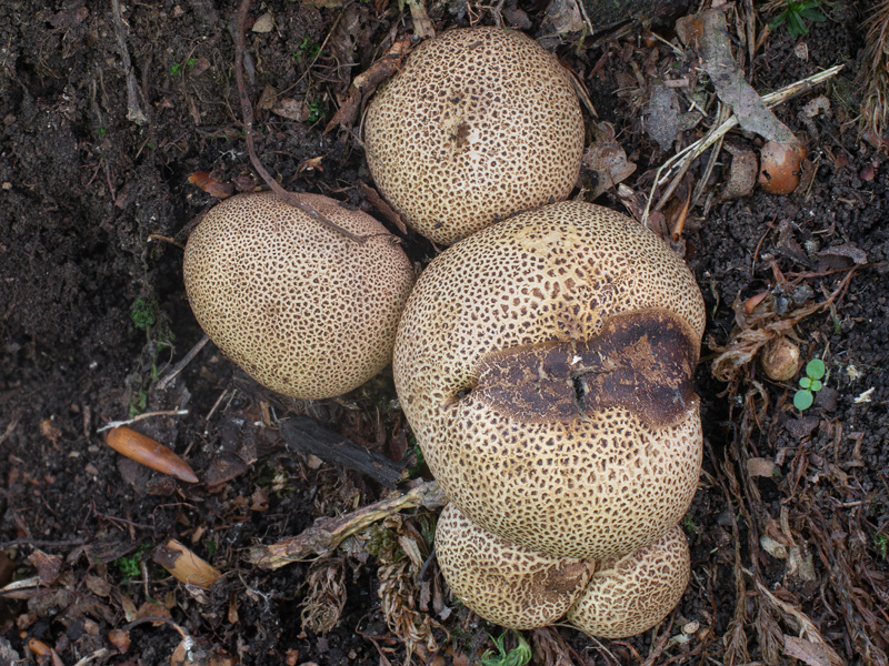 Scleroderma areolatum